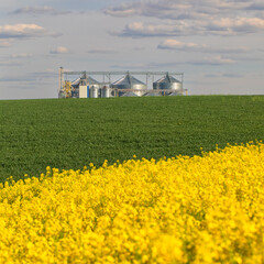Elevator in a field of rapeseed and wheat © CreativeSuburb