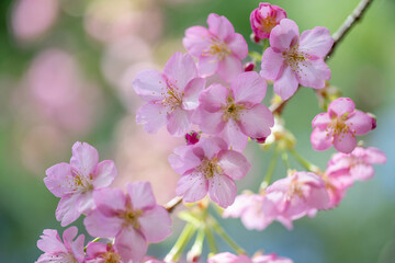 Obraz premium 河津桜