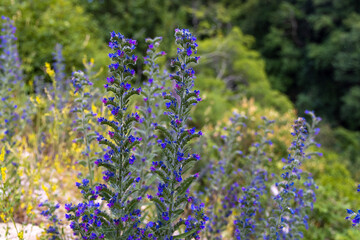 Flowers of Echium vulgare — known as viper's bugloss and blueweed on the grassland