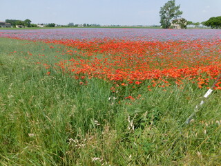 prato e campo fiorito di papaveri
