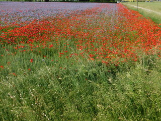 prato e campo fiorito di papaveri