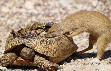 Yellow Mongoose feeding from a dead Leopard Tortoise, Kgalagadi, South Africa