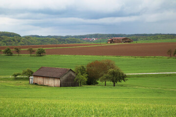 A tree and a hut in a agricultural field in Hohenlohe, Germany, Europe