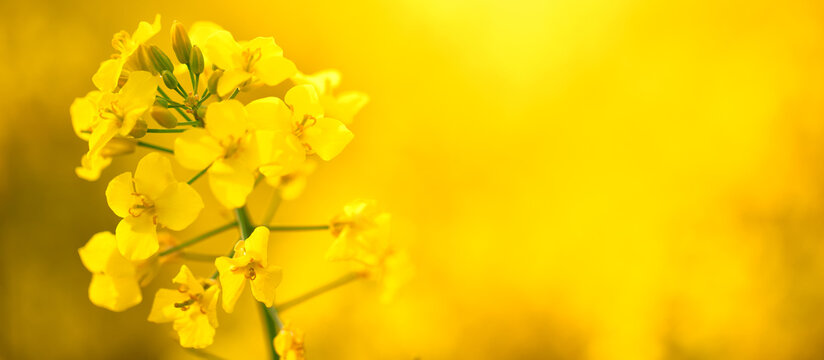 Canola Flowers by Drbouz