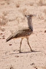 Kori Bustard, Kgalagadi, South Africa