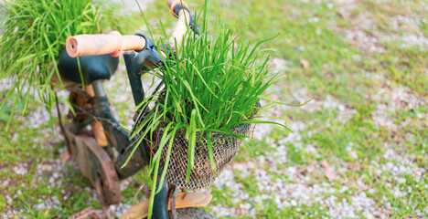 Reused garden design ideas flower garden decoration in old and broken small bicycles Recycled garden design. Eco-saving and Diy concept.