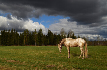 Obraz na płótnie Canvas horse in the field, a horse walks in a spring meadow under a beautiful stormy sky