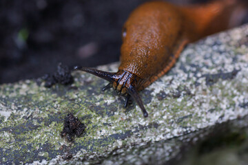 Schnecke