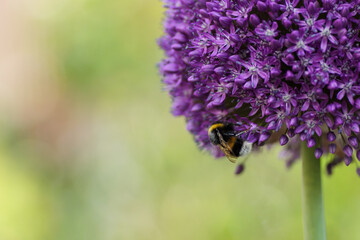 Hummel
