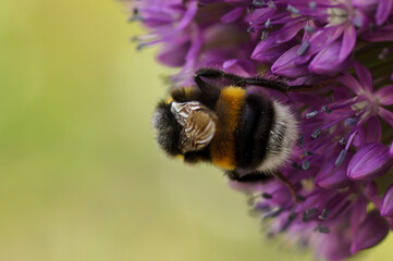 Hummel