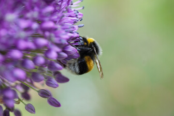 Hummel