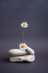 Composition of beautiful camomiles and white pebbles on dark grey background.