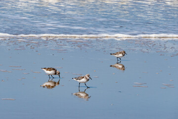 Strandläufer