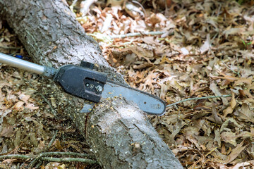 Naklejka premium Municipal worker were using a chainsaw cutting the tree on cleaning the park