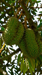 Bunch of fresh durian on tree at durian orchard.(King of fruit).