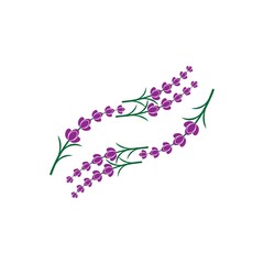 Fresh Lavender flower logo vector
