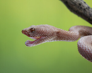 close up of a snake