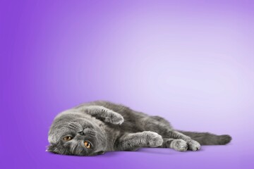 Gray British kitten cat in a pose lying on a purple background