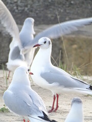 seagull on the beach