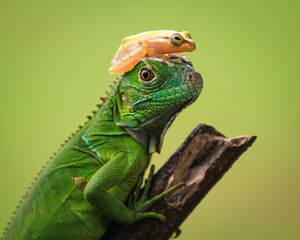 Green iguana with golden tree frog