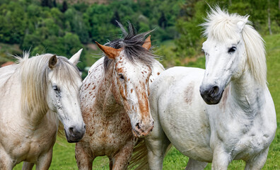 Obraz na płótnie Canvas couple de chevaux