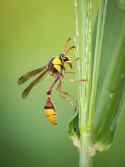 Yellow Potter on a flower