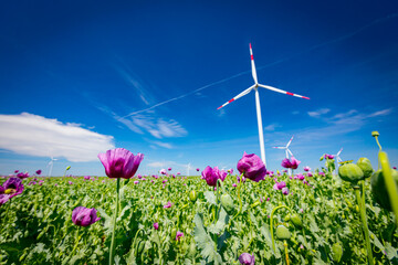 View on young green poppy heads and flowers, windmill, wind generator, turbine in background