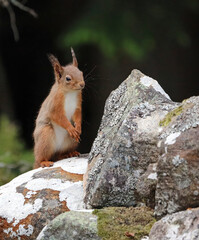 Naklejka na ściany i meble Alert young red squirrel, Scotland UK 