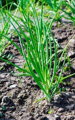 Young onions in the garden