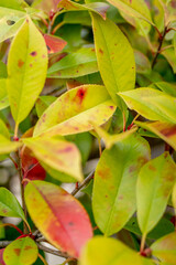 セイヨウベニカナメモチ