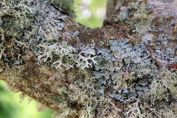 Close up of Parmeliaceae growing on a tree trunk, Scotland UK
