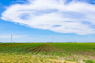 Fototapeta na wymiar View on field of small soybean crops with windmills, wind generator, turbine, in background