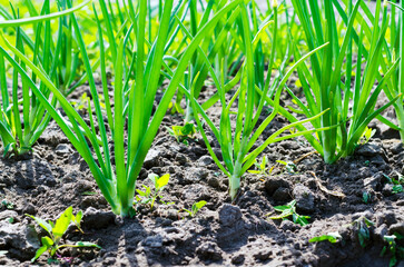 Young onions in the garden