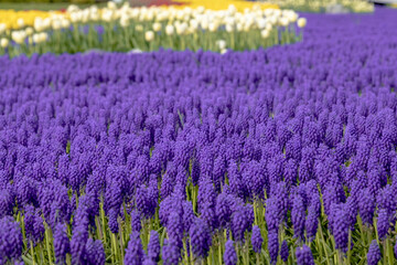 Obraz premium Hyacinths blooming in the garden in spring. Selective focus purple hyacinth garden. Defocused.