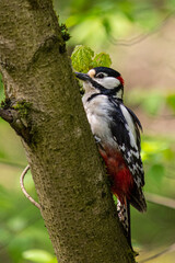 spotted woodpecker