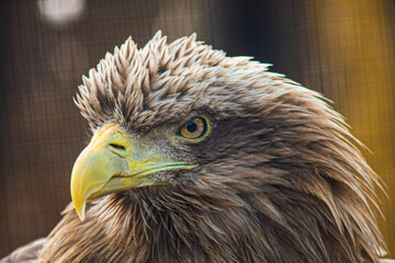 portrait of a eagle