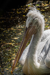 pelican on the lake