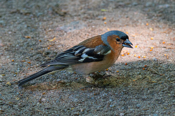 eating chaffinch