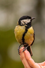 Fototapeta premium great tit in hand