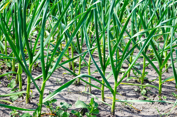Young garlic in the garden