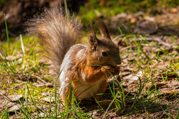 squirrel eating nut