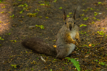 curious squirrel on the tree