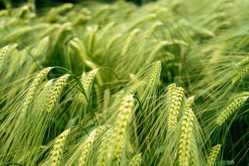 Macro close up of fresh ears of young green wheat in summer field. Agriculture scene.