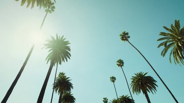 Palm trees against a summer sky. Driving through Beverly Drive. Los Angeles, California. United states. Tropical Vacation