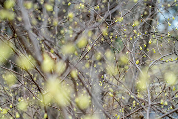 ヒュウガミズキ