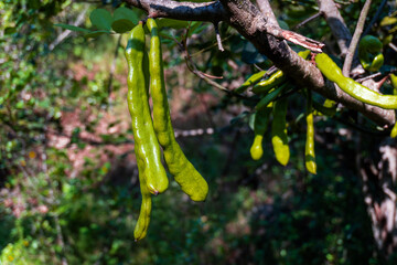 Green carob beans ripening in the sun. - obrazy, fototapety, plakaty