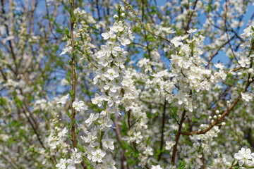 full frame blooming plum tree branches on a spring day in front of the blue sky
