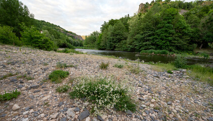 La rivière sauvage de l'Allier dans le département de la Haute-Loire en France au printemps