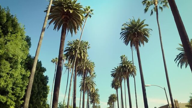 Driving on Street Lined with Palm Trees. Sunny Day in Beverly Hills, California. POV Tropical Vacation.