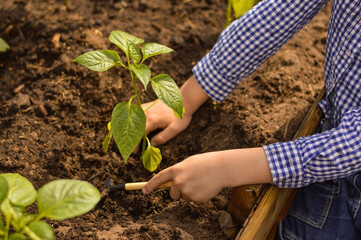 A 10-year-old Caucasian boy in a plaid shirt takes care of pepper seedlings in the garden. Farmer with organic natural products, vegetables gardening.